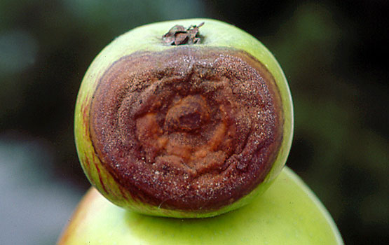 Inguruneko hezetasun altuko baldintzetan onddoak hartzen duen izokin-kolorea.