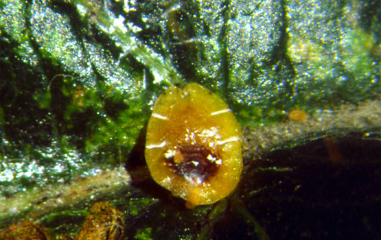 Cochinilla en hoja de manzano.