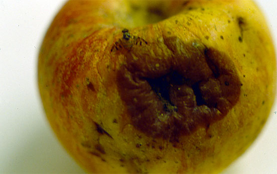 Ustelduraren hasiera euliak kaltetutako gunean.