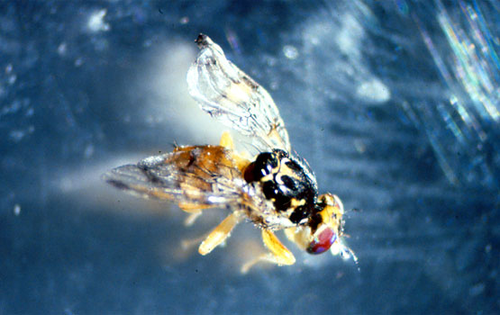 Ceratitis capitata heldua.