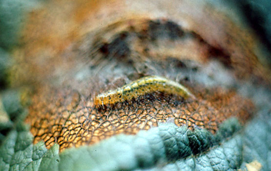 Oruga tejiendo su telilla.