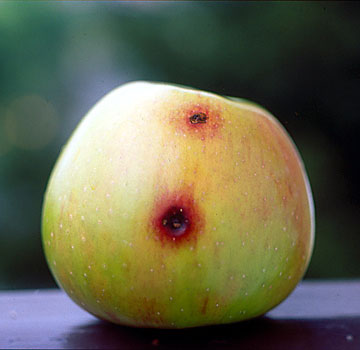 Manzana con dos agujeros de penetración bordeados por un halo rojo.