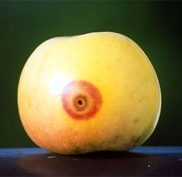 Halo gorriz inguratutako zuloa, izurriaren eraso berantiarraren adierazle.