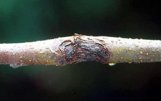 Chancro producido por la inoculación del hongo en una rama.