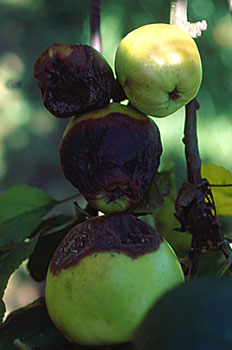 Manzanas dañadas por antracnosis, en diferentes fases de ataque.