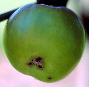 Hostoa kendu ondoren beldarrak egindako kaltea agerian gelditzen da.