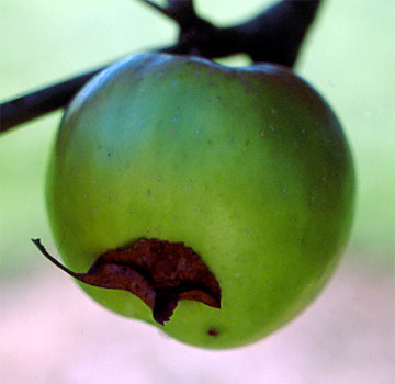 Pandemisaren erasoa hosto lehorrak babestuta agertzen da.