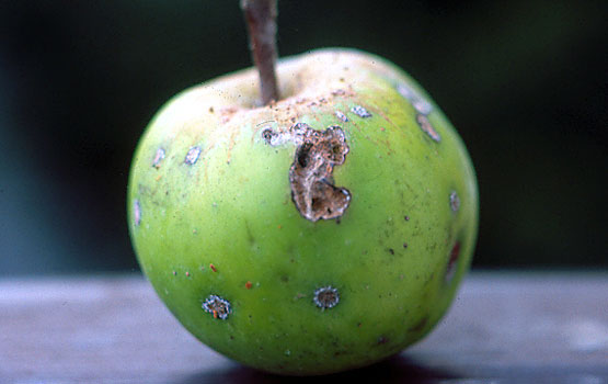 Daño producido por oruga de la piel en donde se aprecia la telilla tejida por ella. Junto al daño de la oruga se aprecian  lesiones de moteado.
