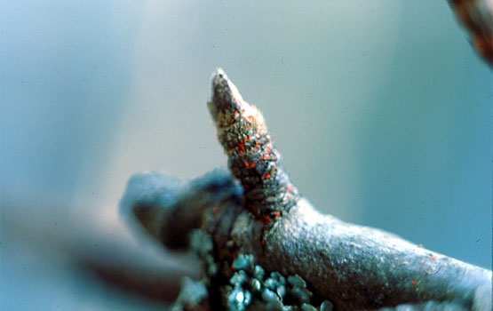 Larvas de color rojizo de Allothrombium.