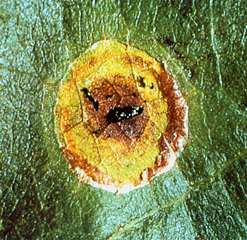 Parásito de Cemiostoma en el interior de una mina.