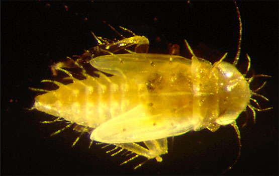 Larva de cicadela.