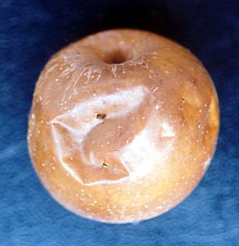 Euliak erasotako sagarra, guztiz ustelduta.