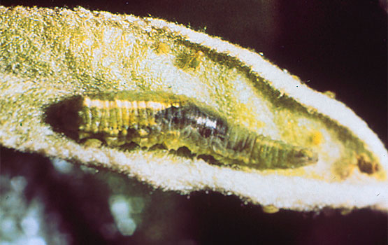 Larva de Sírfido.