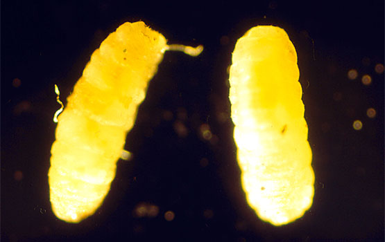 Larvas.