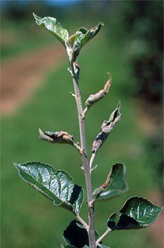 Brote con las hojas enrolladas debido al ataque del cigarrero.
