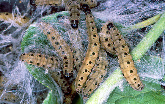 Habian dauden beldarren xehetasuna.