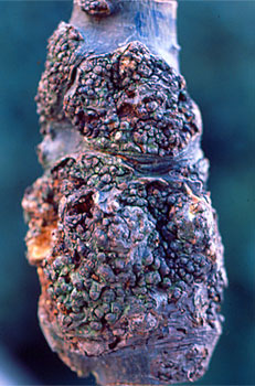 Aireko sustrai galduak, xehetasunean.