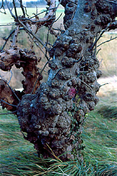 Burrknot eraso gogorra duen arbola.