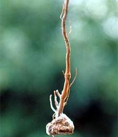 Raicilla con agalla de Agrobacterium.