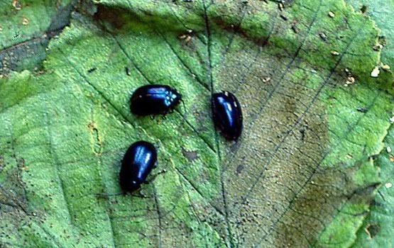 Grupo de adultos sobre una hoja dañada.