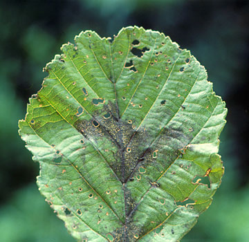 Hoja de aliso atacada; el insecto causa daños semejantes en manzanos próximos a grupos de alisos.