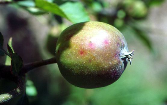 Manchas rojas en fruto,  debido al ataque de la cochinilla.