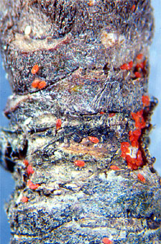 Larvas de Allothrombium.