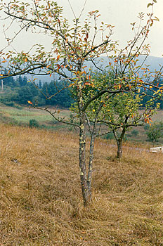 Sagarrondoaren gainbehera.