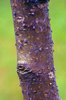 Huevos de invierno sobre ramilla.