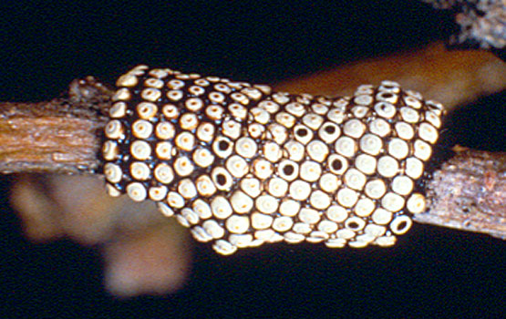 Puesta de huevos en espiral apretada.