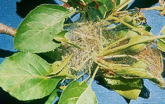 Beldarrek egindako habia eta sortutako kalteak.