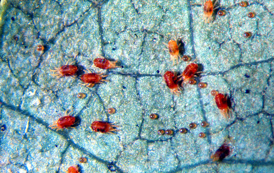 Armiarma gorri multzoa eta arrautzak.