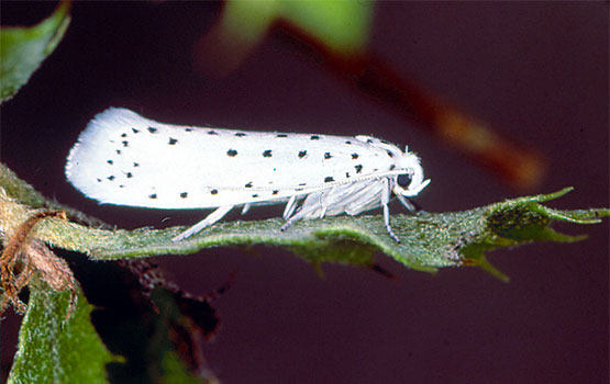 Tximeleta edo intsektu heldua.