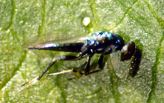 Lithocolletis larbaren parasitoa den himenopteroa.
