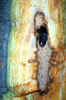 Escolítido adulto dentro de la galería; se observa la presencia de hongo blanquecino en el fondo de la galería.