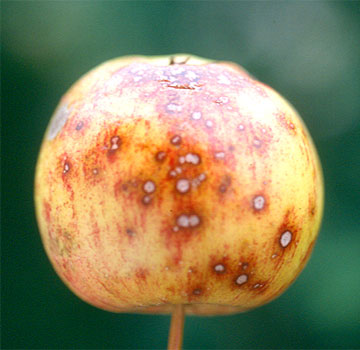 Daños en fruto, de causa desconocida.