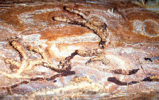 Scolytus rugulosus-ek zulatutako galeriak sagarrondoaren adarrean.