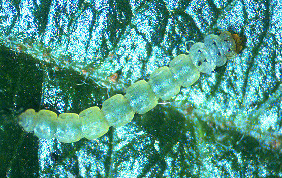 Oruga en el exterior de la galería.