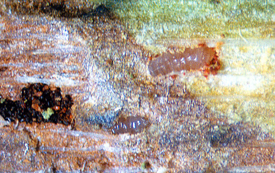 Larvas de Scolytus rugulosus en el interior de sus galerías, dejando a su paso excrementos de color negro.