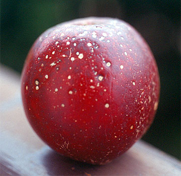 Daños en fruto, de origen desconocido.