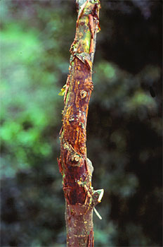 Chancro papiráceo producido por el hongo Nectria galligena.