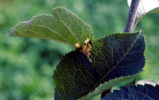 Daño en hoja producido por una oruga.