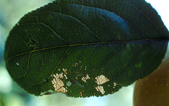 Hoja dañada por una oruga.