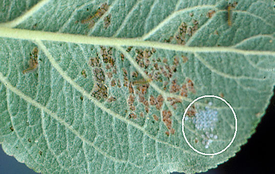 Daños producidos por orugas neonatas en el envés de una hoja; se observan la puesta (en círculo blanco) y las larvas recién nacidas.