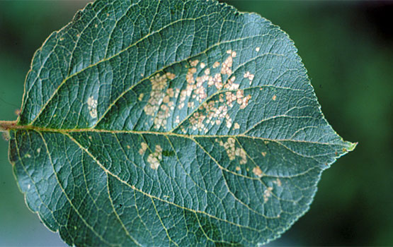 Daño producido por orugas neonatas; síntomas en el haz.