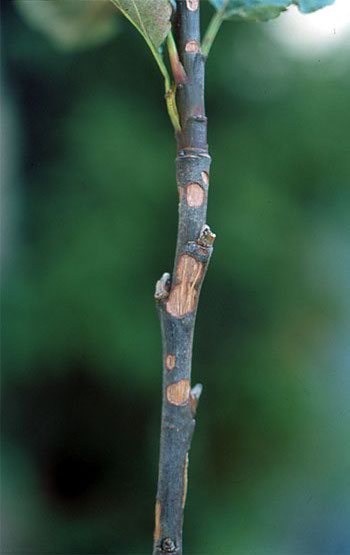 Belar-sustratutik gertu dauden adarretan bareek sortarazitako kalteak, hezetasun altuko baldintzetan.