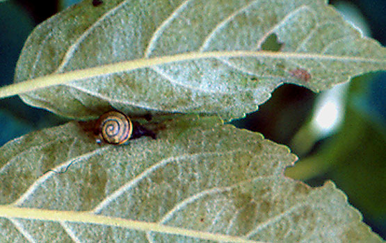 Barraskiloen kalteak hostoan.
