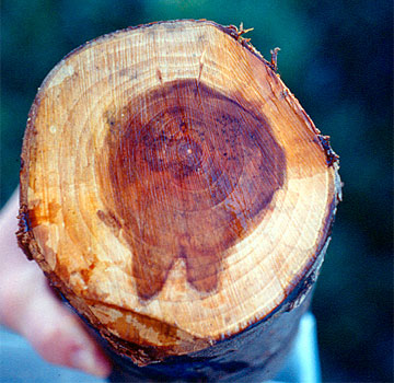 Sagarrondoaren enborreko muin nekrosatua; jatorri ezezaguna.