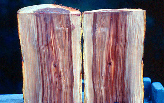 Ebakitako enborrean tonu iluneko muin nekrosia ikusten da. Erdian dagertzan zuloak muin nekrosiaren eragilea insektu xilofagoren bat izan daitekeela iradokitzen du.