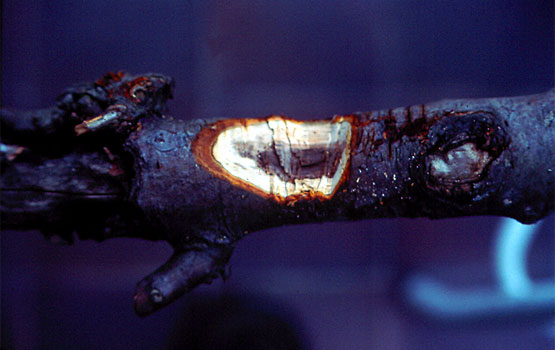 Muin nekrosia adarrean.